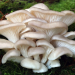 Funghi Sardi Pleurotus sottolio Rosalba 3 kg