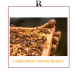 TENUTE ROSSINI APICOLTURA